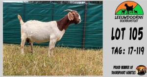 WITHDRAWN - 1X BOER GOAT DOE LEEUWDOORNS BOERBOKSTOET