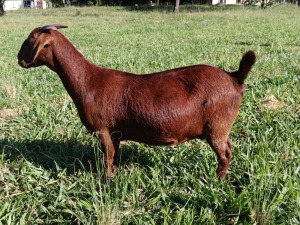 1X STUD KALAHARI RED DOE MAGGIESDAL