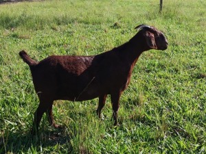 1X FLOCK KALAHARI RED DOE MAGGIESDAL