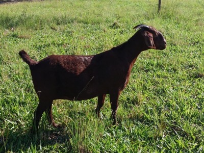 1X FLOCK KALAHARI RED DOE MAGGIESDAL