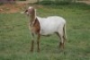 LOT 110 1X MEATMASTER&nbsp;OOIE /EWE RED RIBBON MEATMASTERS - 2