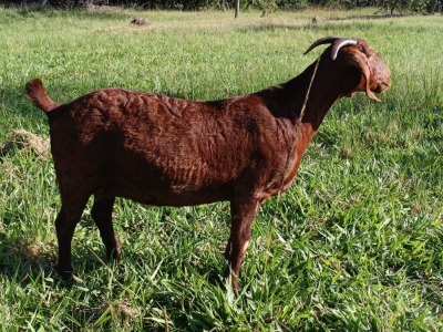 1X STUD KALAHARI RED DOE MAGGIESDAL