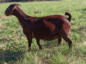 1X STUD KALAHARI RED DOE MAGGIESDAL