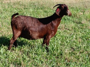 1X STUD KALAHARI RED DOE MAGGIESDAL