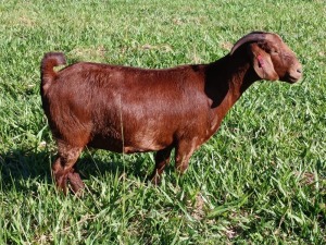 1X STUD KALAHARI RED DOE MAGGIESDAL