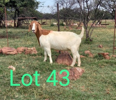 WITHDRAWN - 1X BOER GOAT DOE MAKGAT BOERBOKSTOET