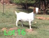 WITHDRAWN - 1X BOER GOAT DOE MAKGAT BOERBOKSTOET