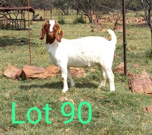 WITHDRAWN - 1X BOER GOAT DOE MAKGAT BOERBOKSTOET