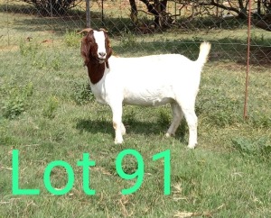 WITHDRAWN - 1X BOER GOAT DOE MAKGAT BOERBOKSTOET