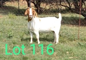 1X FLOCK BOER GOAT DOE MAKGAT BOERBOKSTOET