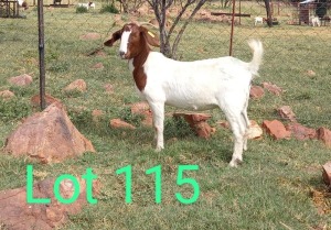 1X FLOCK BOER GOAT DOE MAKGAT BOERBOKSTOET