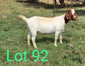 WITHDRAWN - 1X BOER GOAT DOE MAKGAT BOERBOKSTOET