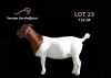 1X FLOCK BOER GOAT DOE PASSANO BOERBOKSTOET