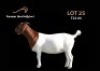 1X FLOCK BOER GOAT DOE PASSANO BOERBOKSTOET