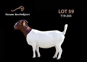 WITHDRAWN - 1X BOER GOAT DOE PASSANO BOERBOKSTOET