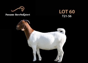 1X FLOCK BOER GOAT DOE PASSANO BOERBOKSTOET