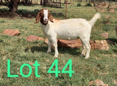 1X STUD BOER GOAT DOE MAKGAT BOERBOKSTOET