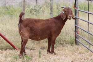 1X FLOCK KALAHARI RED DOE PEET VAN VUREN KALAHARI RED STUD