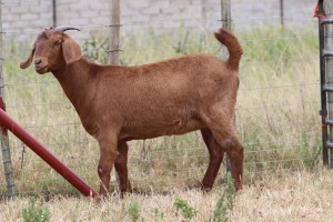 WITHDRAWN - 1X KALAHARI RED DOE PEET VAN VUUREN KALAHARI RED STUD