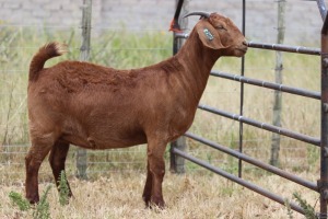 1X FLOCK KALAHARI RED DOE PEET VAN VUREN KALAHARI RED STUD