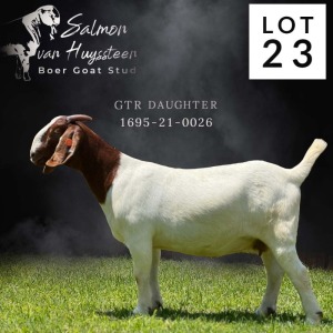 1X STUD BOER GOAT DOE SALMON VAN HUYSSTEEN BOER GOAT STUD