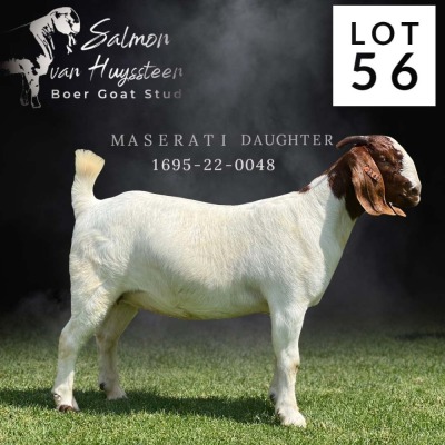 1X FLOCK BOER GOAT DOE SALMON VAN HUYSSTEEN BOER GOAT STUD