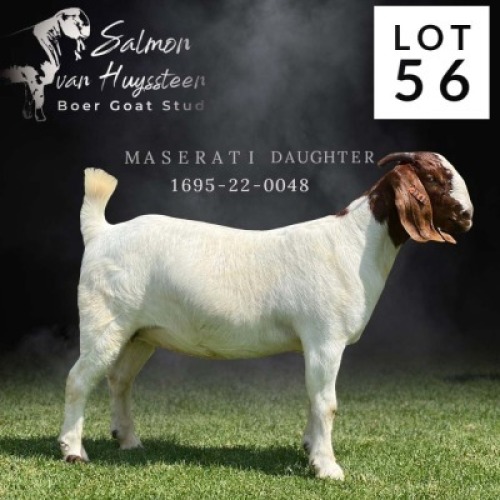 1X FLOCK BOER GOAT DOE SALMON VAN HUYSSTEEN BOER GOAT STUD