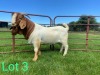 1X FLOCK BOER GOAT BUCK SCHOONHEID BOERBOKSTOET