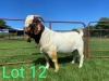 1X FLOCK BOER GOAT BUCK SCHOONHEID BOERBOKSTOET