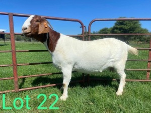 1X STUD BOER GOAT DOE SCHOONHEID BOERBOKSTOET