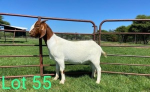 1X FLOCK BOER GOAT DOE SCHOONHEID BOERBOKSTOET