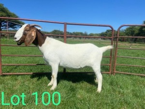 1X FLOCK BOER GOAT DOE SCHOONHEID BOERBOKSTOET