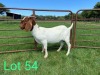 1X FLOCK BOER GOAT DOE SCHOONHEID BOERBOKSTOET