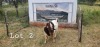 1X FLOCK BOER GOAT BUCK SEKELBOS BOERBOKSTOET