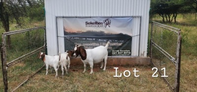 1+2X STUD BOER GOAT DOE SEKELBOS BOERBOKSTOET