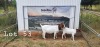 1+1X FLOCK BOER GOAT DOE SEKELBOS BOERBOKSTOET