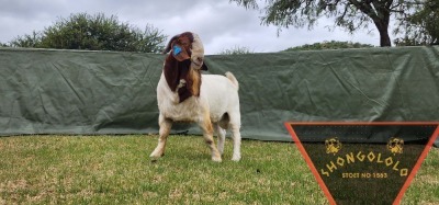 1X FLOCK BOER GOAT BUCK SHONGOLOLO BOERBOKSTOET