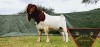 1X FLOCK BOER GOAT BUCK SHONGOLOLO BOERBOKSTOET - 2