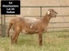 2X OOI/EWE G4 MEATMASTERS (Per stuk om lot te neem/Per Piece to take the lot) - 3