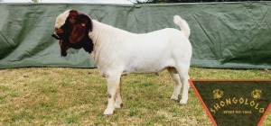 1X FLOCK BOER GOAT BUCK SHONGOLOLO BOERBOKSTOET