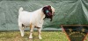 1X FLOCK BOER GOAT BUCK SHONGOLOLO BOERBOKSTOET - 2