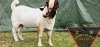 1X FLOCK BOER GOAT BUCK SHONGOLOLO BOERBOKSTOET - 3