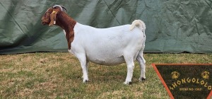 1X FLOCK BOER GOAT DOE SHONGOLOLO BOERBOKSTOET