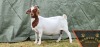 1X FLOCK BOER GOAT DOE SHONGOLOLO BOERBOKSTOET - 2