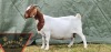 1X FLOCK BOER GOAT DOE SHONGOLOLO BOERBOKSTOET - 3