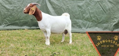 1X FLOCK BOER GOAT DOE SHONGOLOLO BOERBOKSTOET