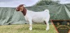 1X FLOCK BOER GOAT DOE SHONGOLOLO BOERBOKSTOET - 2