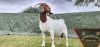 1X FLOCK BOER GOAT DOE SHONGOLOLO BOERBOKSTOET - 3