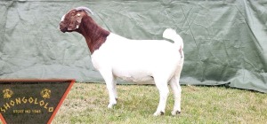 1X FLOCK BOER GOAT DOE SHONGOLOLO BOERBOKSTOET