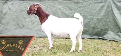 1X FLOCK BOER GOAT DOE SHONGOLOLO BOERBOKSTOET